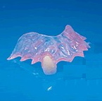 Example of a dental flipper